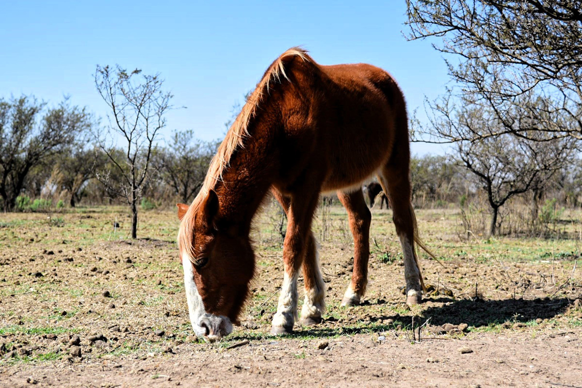 Pueden ser adoptados más de 30 caballos